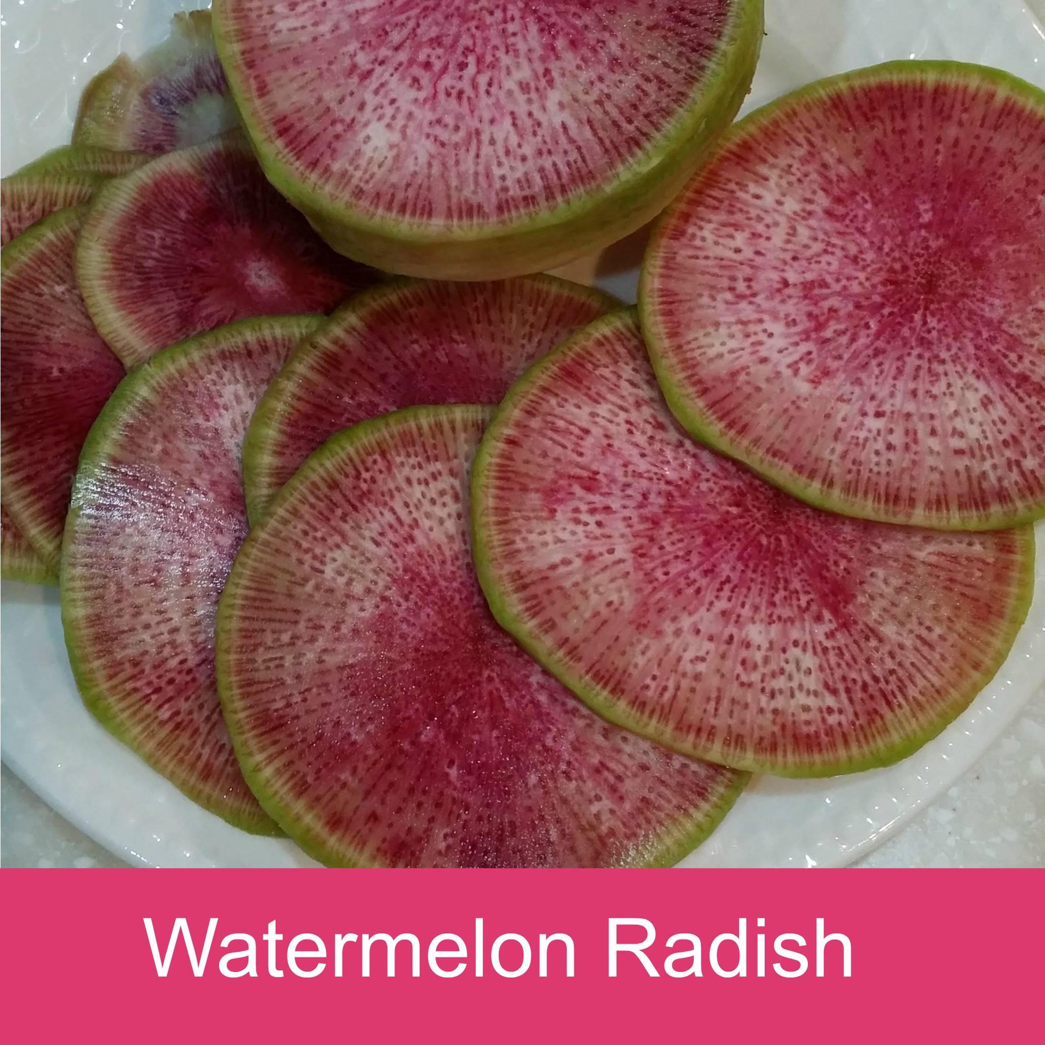 Watermelon Radish Copyright Jo-Ann Blondin